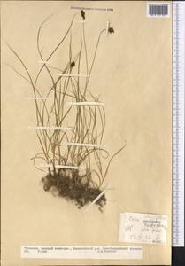 Carex stenophylla subsp. stenophylloides (V.I.Krecz.) T.V.Egorova, Middle Asia, Kopet Dag, Badkhyz, Small & Great Balkhan (M1) (Turkmenistan)