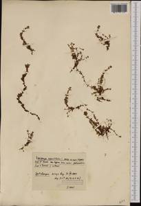 Saxifraga oppositifolia L., Western Europe (EUR) (Svalbard and Jan Mayen)