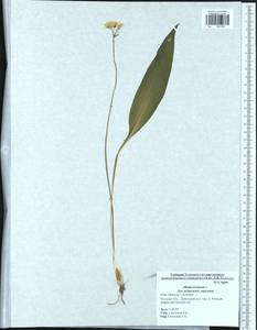 Allium ursinum L., Eastern Europe, Central region (E4) (Russia)