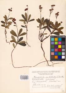 Chimaphila umbellata (L.) W. P. C. Barton, Eastern Europe, Moscow region (E4a) (Russia)
