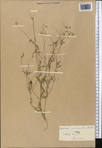 Lomelosia micrantha (Desf.) Greuter & Burdet, Middle Asia, Western Tian Shan & Karatau (M3) (Kyrgyzstan)