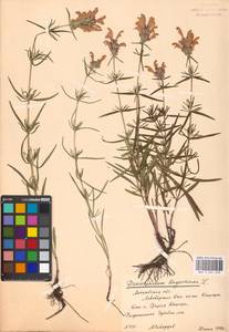Dracocephalum ruyschiana L., Eastern Europe, Moscow region (E4a) (Russia)
