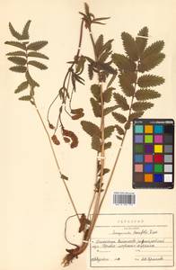 Poterium tenuifolium (Fisch. ex Link) Franch. & Sav., Siberia, Russian Far East (S6) (Russia)