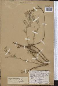 Astragalus varius S.G.Gmel., Middle Asia, Northern & Central Kazakhstan (M10) (Kazakhstan)