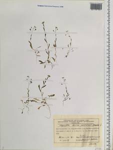 Capsella bursa-pastoris (L.) Medik., Siberia, Central Siberia (S3) (Russia)