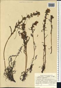 Pedicularis sudetica Willd., Siberia, Western Siberia (S1) (Russia)