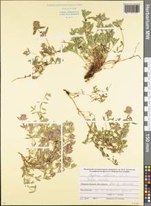 Thymus collinus M.Bieb., Caucasus, Stavropol Krai, Karachay-Cherkessia & Kabardino-Balkaria (K1b) (Russia)