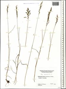 Poa nemoralis L., Caucasus, Stavropol Krai, Karachay-Cherkessia & Kabardino-Balkaria (K1b) (Russia)