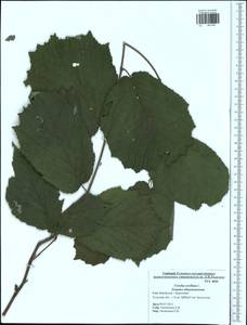 Corylus avellana L., Eastern Europe, Central region (E4) (Russia)