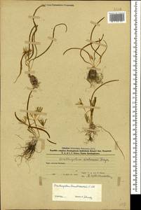 Ornithogalum sintenisii Freyn, Caucasus, Azerbaijan (K6) (Azerbaijan)