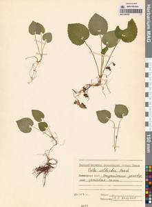 Viola selkirkii Pursh ex Goldie, Siberia, Russian Far East (S6) (Russia)