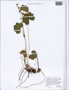 Alchemilla altaica Juz., Eastern Europe, Eastern region (E10) (Russia)