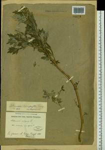 Artemisia leucophylla (Turcz. ex Besser) C. B. Clarke, Siberia, Baikal & Transbaikal region (S4) (Russia)