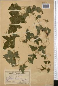 Bryonia alba L., Middle Asia, Western Tian Shan & Karatau (M3) (Kazakhstan)