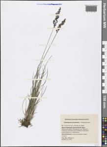 Calamagrostis stricta (Timm) Koeler, Siberia, Western Siberia (S1) (Russia)