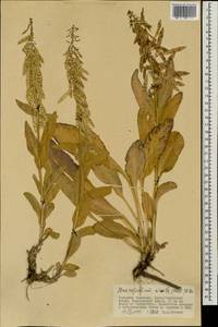 Macropodium nivale (Pall.) W.T. Aiton, Mongolia (MONG) (Mongolia)