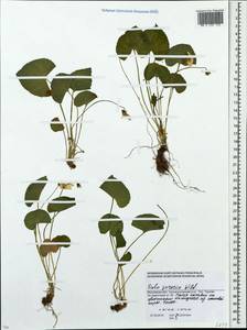 Viola sororia Willd., Eastern Europe, Moscow region (E4a) (Russia)