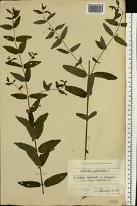 Scutellaria galericulata L., Eastern Europe, Moscow region (E4a) (Russia)