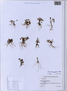 Ranunculus pygmaeus Wahlenb., Western Europe (EUR) (Svalbard and Jan Mayen)