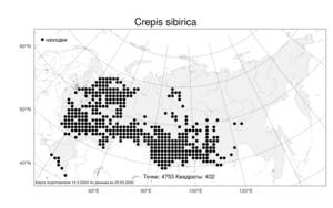 Crepis sibirica L., Atlas of the Russian Flora (FLORUS) (Russia)