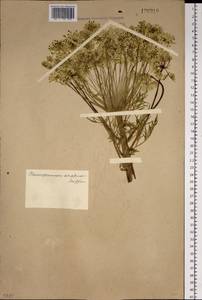 Pleurospermum uralense Hoffm., Siberia, Altai & Sayany Mountains (S2) (Russia)