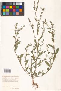 Polygonum neglectum Besser, Eastern Europe, Moscow region (E4a) (Russia)