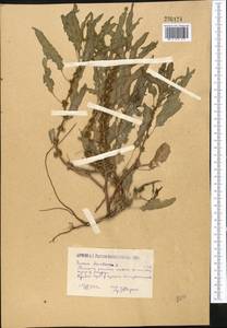 Rumex maritimus L., Middle Asia, Caspian Ustyurt & Northern Aralia (M8) (Kazakhstan)