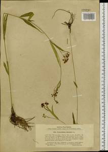 Vincetoxicum changqinianum P. T. Li, Siberia, Russian Far East (S6) (Russia)