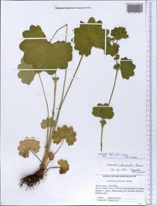 Alchemilla nemoralis Alechin, Eastern Europe, Central forest-and-steppe region (E6) (Russia)