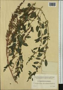 Lipandra polysperma (L.) S. Fuentes, Uotila & Borsch, Western Europe (EUR) (Czech Republic)