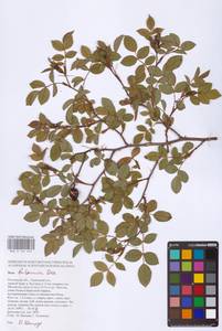 Rosa balsamica Besser, Eastern Europe, Rostov Oblast (E12a) (Russia)