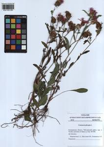Centaurea phrygia L., Siberia, Altai & Sayany Mountains (S2) (Russia)