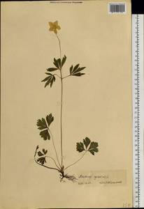 Anemone sylvestris L., Siberia (no precise locality) (S0) (Russia)