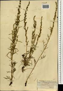 Artemisia pubescens Ledeb., Mongolia (MONG) (Mongolia)