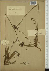Pilosella bauhini subsp. magyarica (Peter) S. Bräut., Western Europe (EUR)