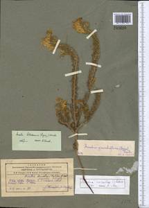 Arnebia coerulea Schipcz., Middle Asia, Pamir & Pamiro-Alai (M2)