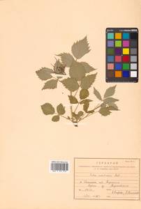 Rubus idaeus subsp. melanolasius Focke, Siberia, Russian Far East (S6) (Russia)