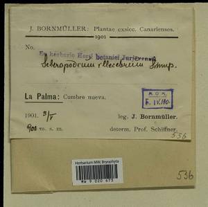 Scleropodium touretii (Brid.) L.F. Koch, Bryophytes, Bryophytes - Macaronesia (BMc) (Spain)
