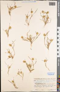 Eremopyrum triticeum (Gaertn.) Nevski, Eastern Europe, North Ukrainian region (E11) (Ukraine)