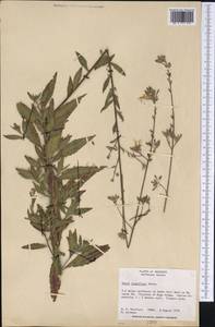 Oenothera filiformis (Small) W. L. Wagner & Hoch, America (AMER) (United States)