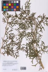 Jacobaea erucifolia subsp. erucifolia, Eastern Europe, Moscow region (E4a) (Russia)