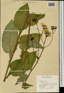 Crepis sibirica L., Eastern Europe, North-Western region (E2) (Russia)