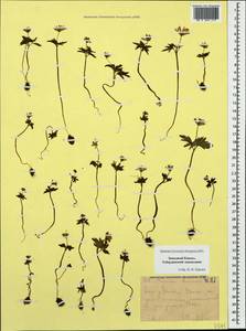 Anemone caucasica Willd. ex Rupr., Caucasus, Stavropol Krai, Karachay-Cherkessia & Kabardino-Balkaria (K1b) (Russia)