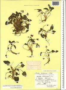 Viola somchetica C. Koch, Caucasus, Dagestan (K2) (Russia)