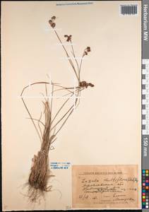 Luzula multiflora (Ehrh.) Lej., Eastern Europe, Central forest region (E5) (Russia)