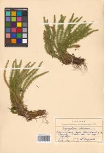 Huperzia selago (L.) Bernh., Siberia, Russian Far East (S6) (Russia)