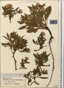 Convolvulus lineatus L., Caucasus, Armenia (K5) (Armenia)