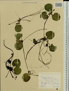 Hydrocharis morsus-ranae L., Eastern Europe, Central forest region (E5) (Russia)