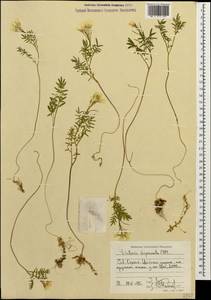 Cardamine bipinnata (C. A. Mey.) O. E. Schulz, Caucasus, North Ossetia, Ingushetia & Chechnya (K1c) (Russia)