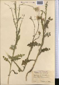 Carduus pycnocephalus, Middle Asia, Kopet Dag, Badkhyz, Small & Great Balkhan (M1) (Turkmenistan)